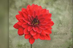 DAHLIA