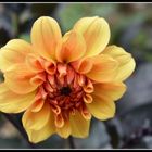 dahlia