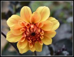 dahlia