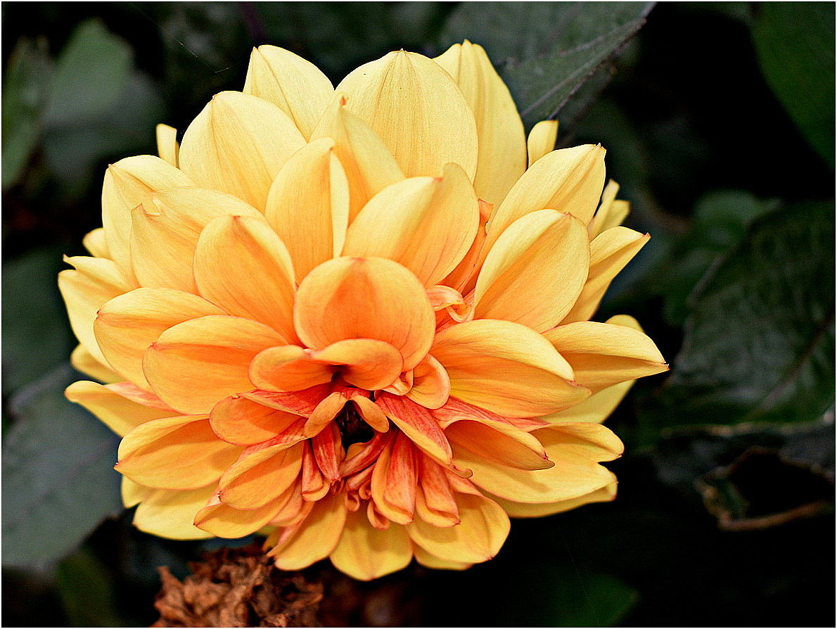 dahlia