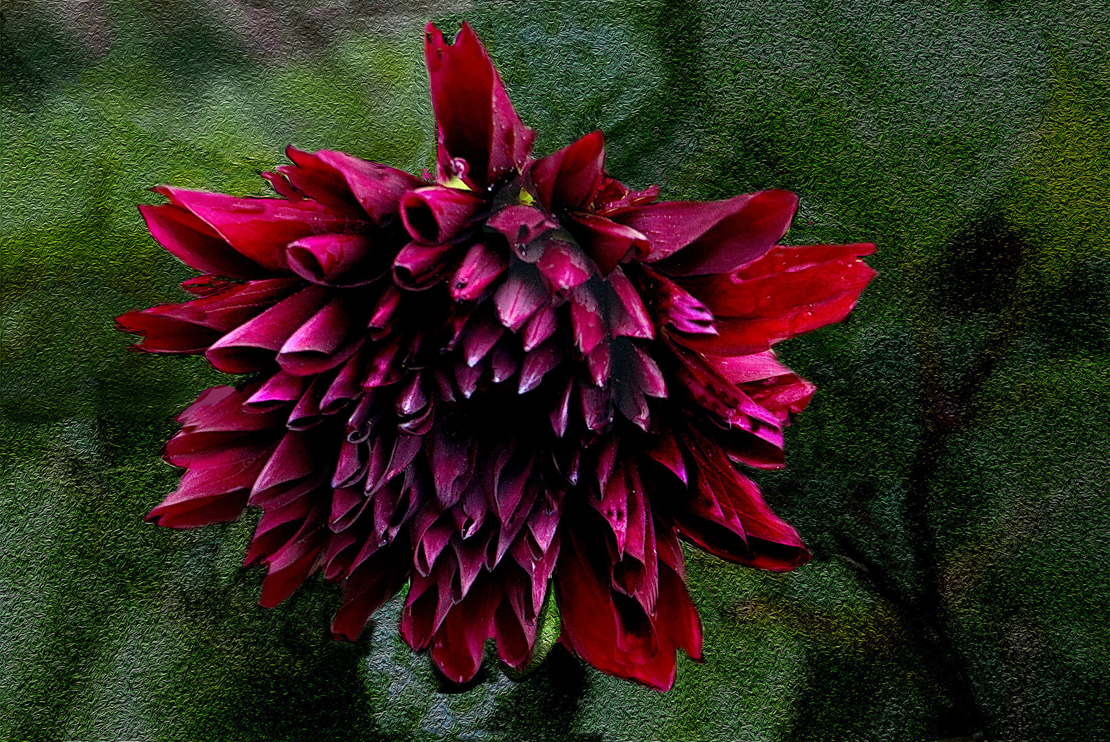 Dahlia   