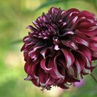 Dahlia