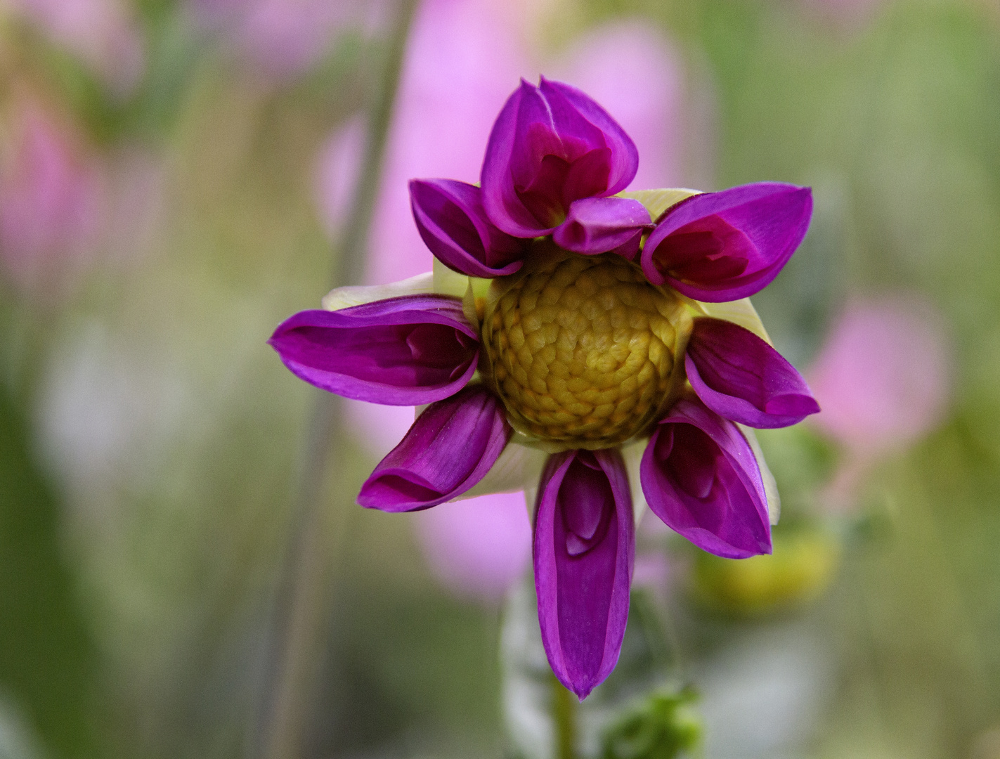 Dahlia , fleur d'automne .