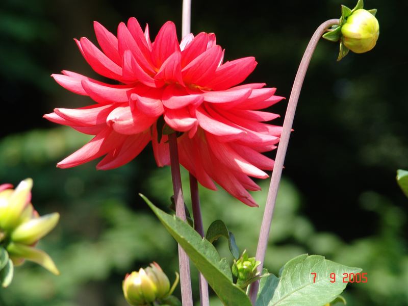 Dahlia >Garten Hamburg