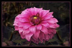 Dahlia  Herbst Stimmung   