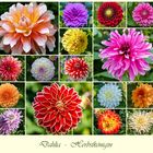 Dahlia-Herbstkönigin