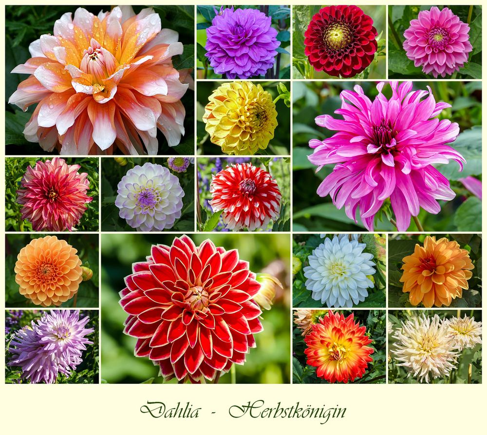 Dahlia-Herbstkönigin