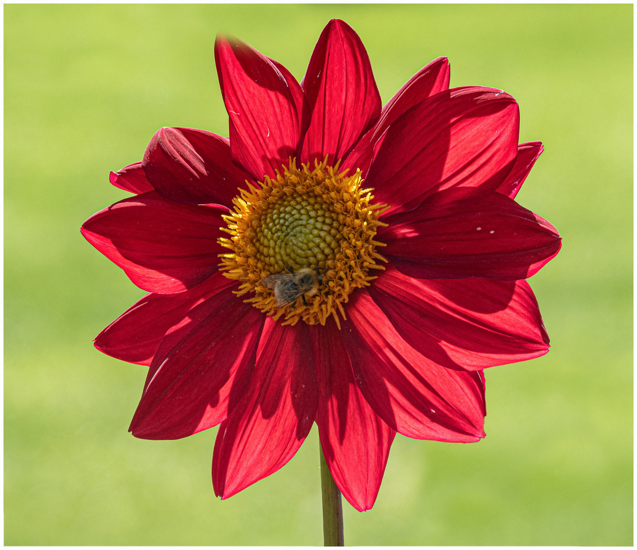 Dahlia ‘Hootenanny’