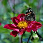 Dahlia hortensis....