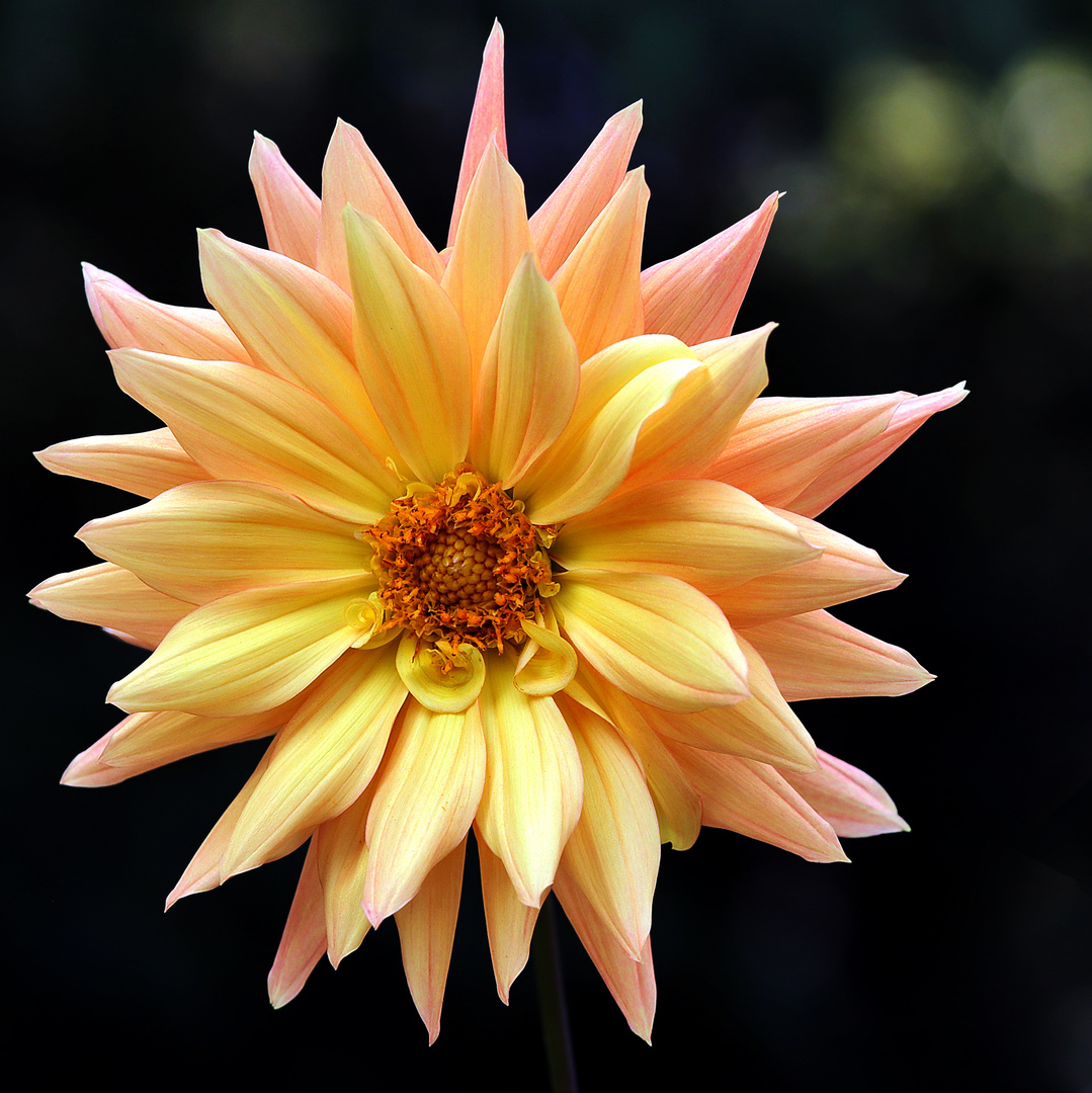 Dahlia hortensis.....