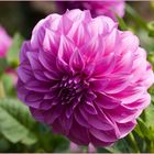 Dahlia Hybriden