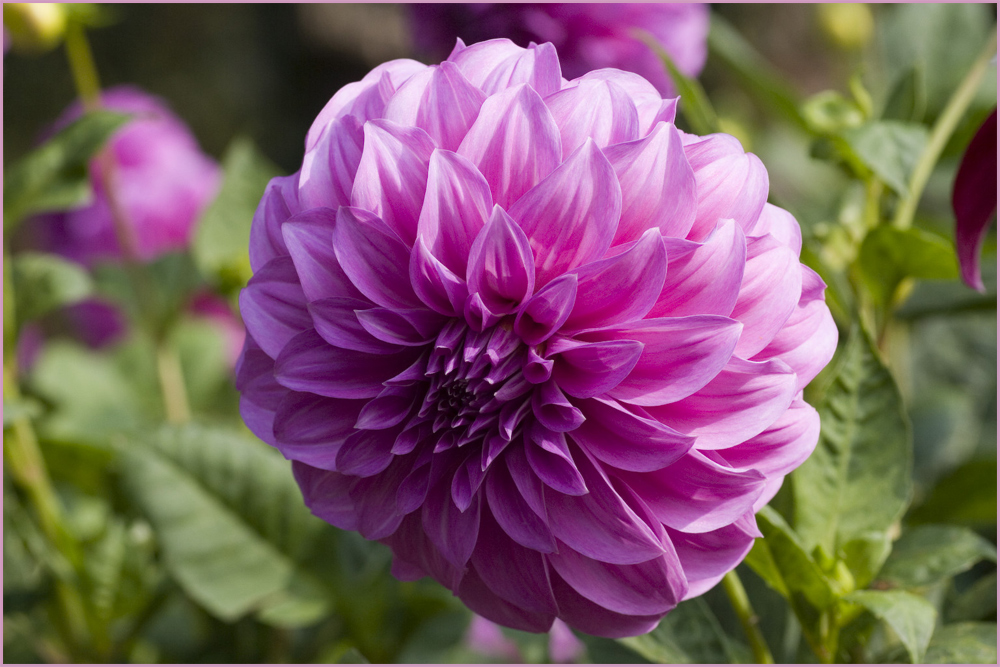 Dahlia Hybriden