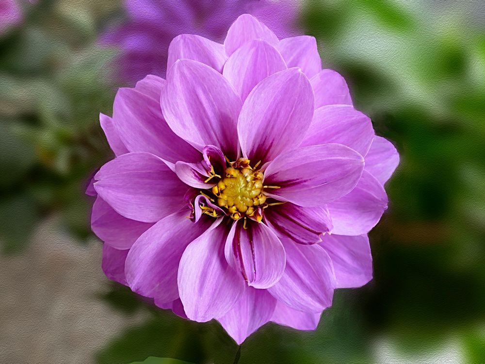 Dahlia I