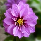 Dahlia I