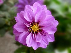 Dahlia I