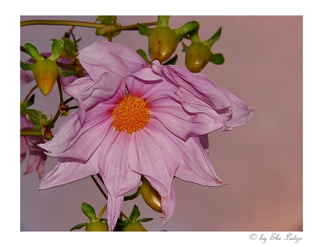  * Dahlia Imperialis...Tree Dahlia *