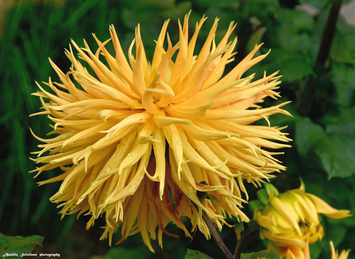 Dahlia in autumn