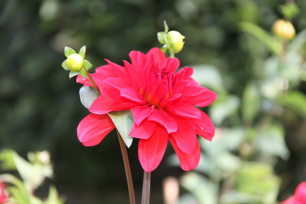 Dahlia in Rot