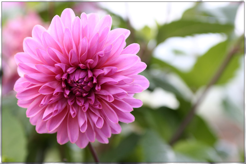 Dahlia Lavender Perfection