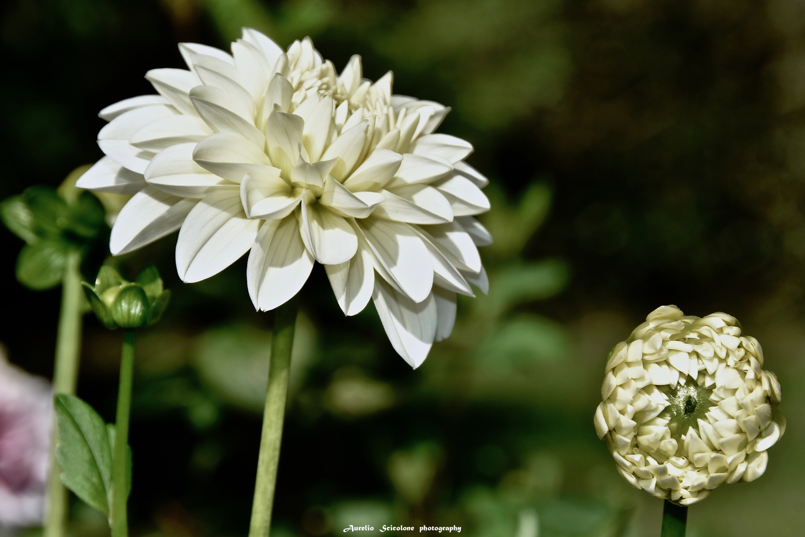 Dahlia Little Angel