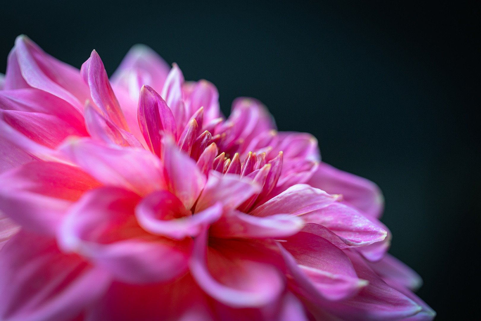 Dahlia Macro