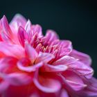 Dahlia Macro