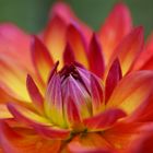 Dahlia Macro with Raindrops