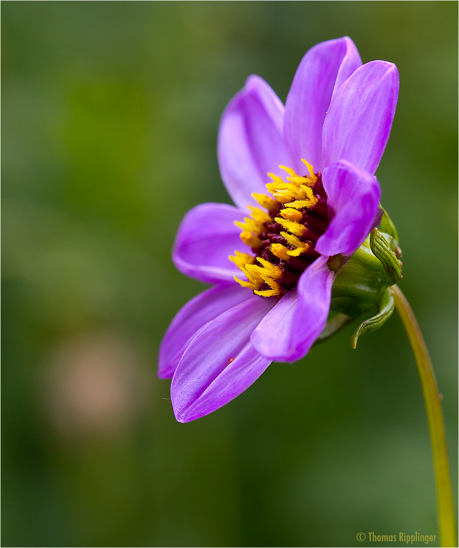 Dahlia Merckii ....