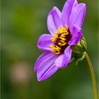 Dahlia Merckii ....