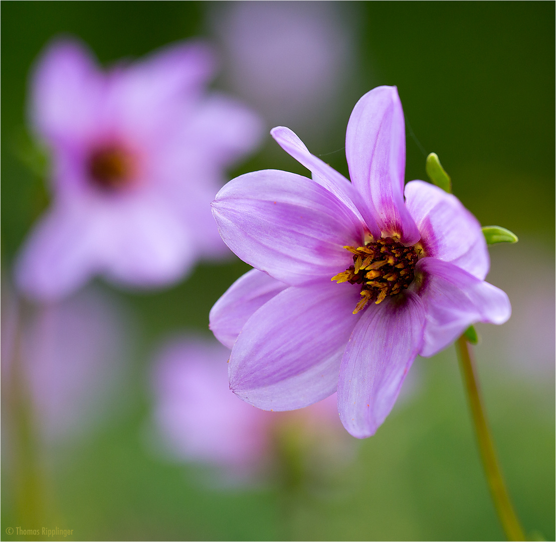 Dahlia Merckii