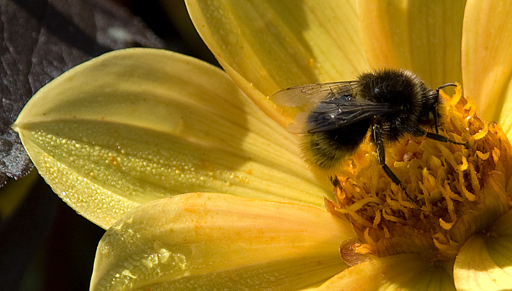 Dahlia mit Besucher in gelb