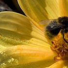 Dahlia mit Besucher in gelb