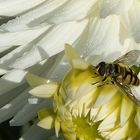 Dahlia mit Besucher in weiss