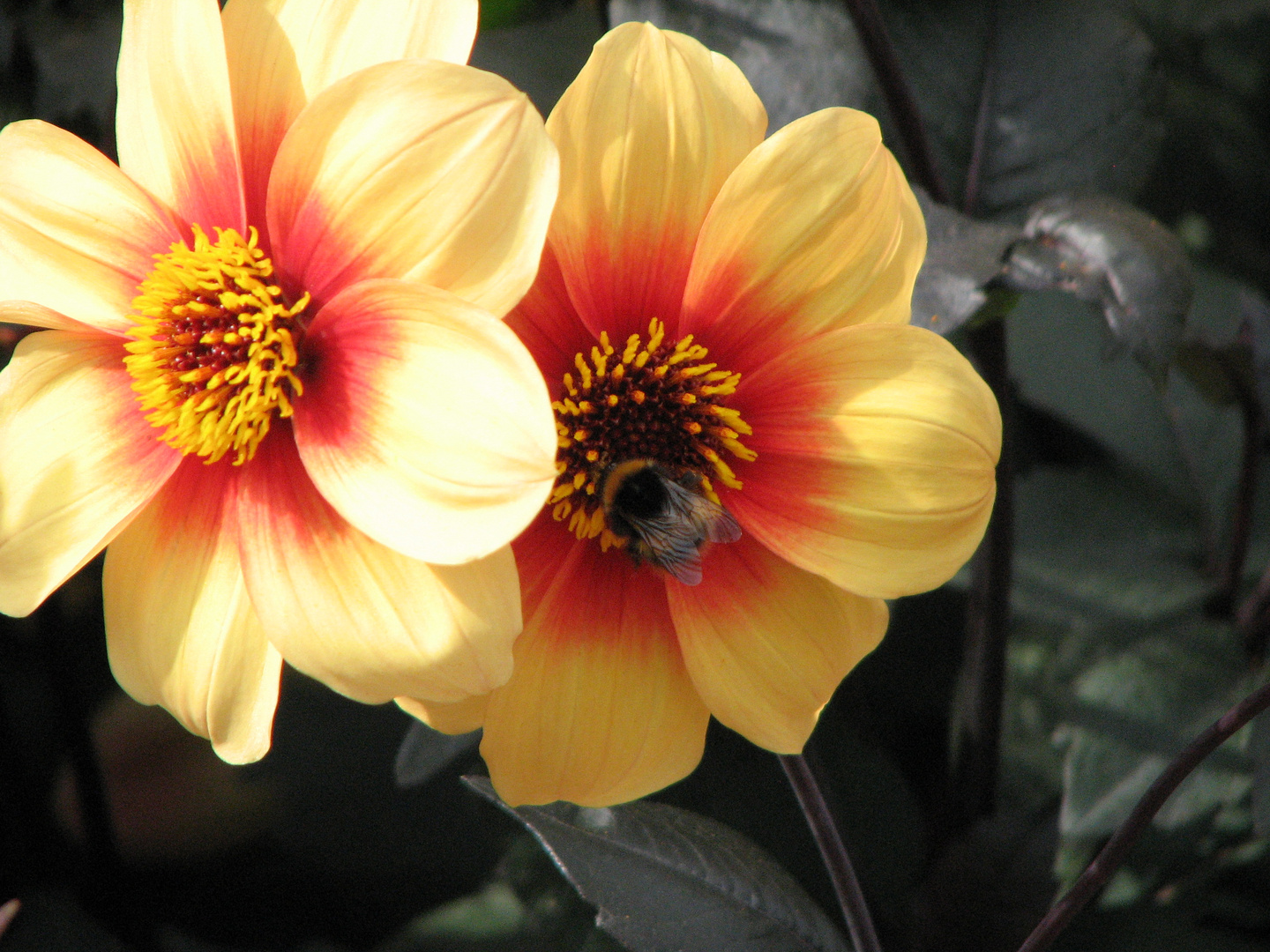 Dahlia 'Moonfire'