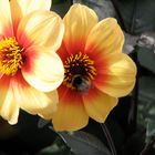 Dahlia 'Moonfire'