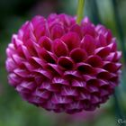 Dahlia "nid d'abeilles"