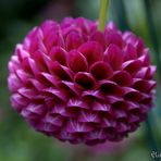 Dahlia "nid d'abeilles"