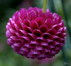 Dahlia "nid d'abeilles"