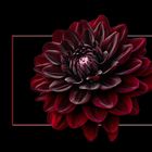 Dahlia noir