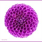 Dahlia on a white background