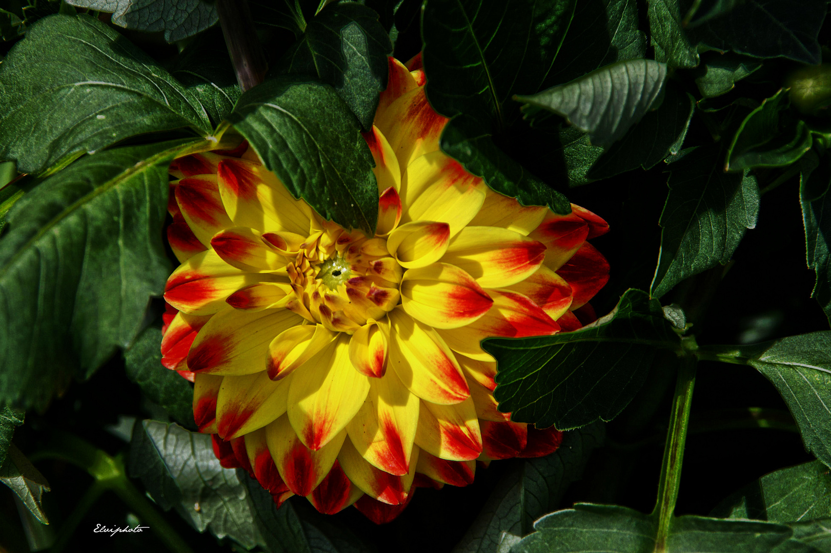 dahlia panaché