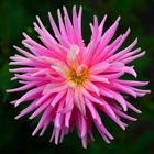 Dahlia Park Princess