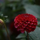 Dahlia pompon 