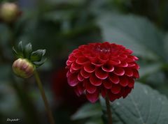 Dahlia pompon 