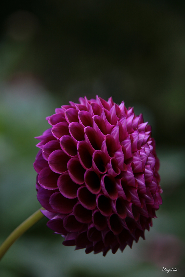 dahlia pompon magenta