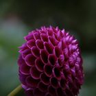 dahlia pompon magenta