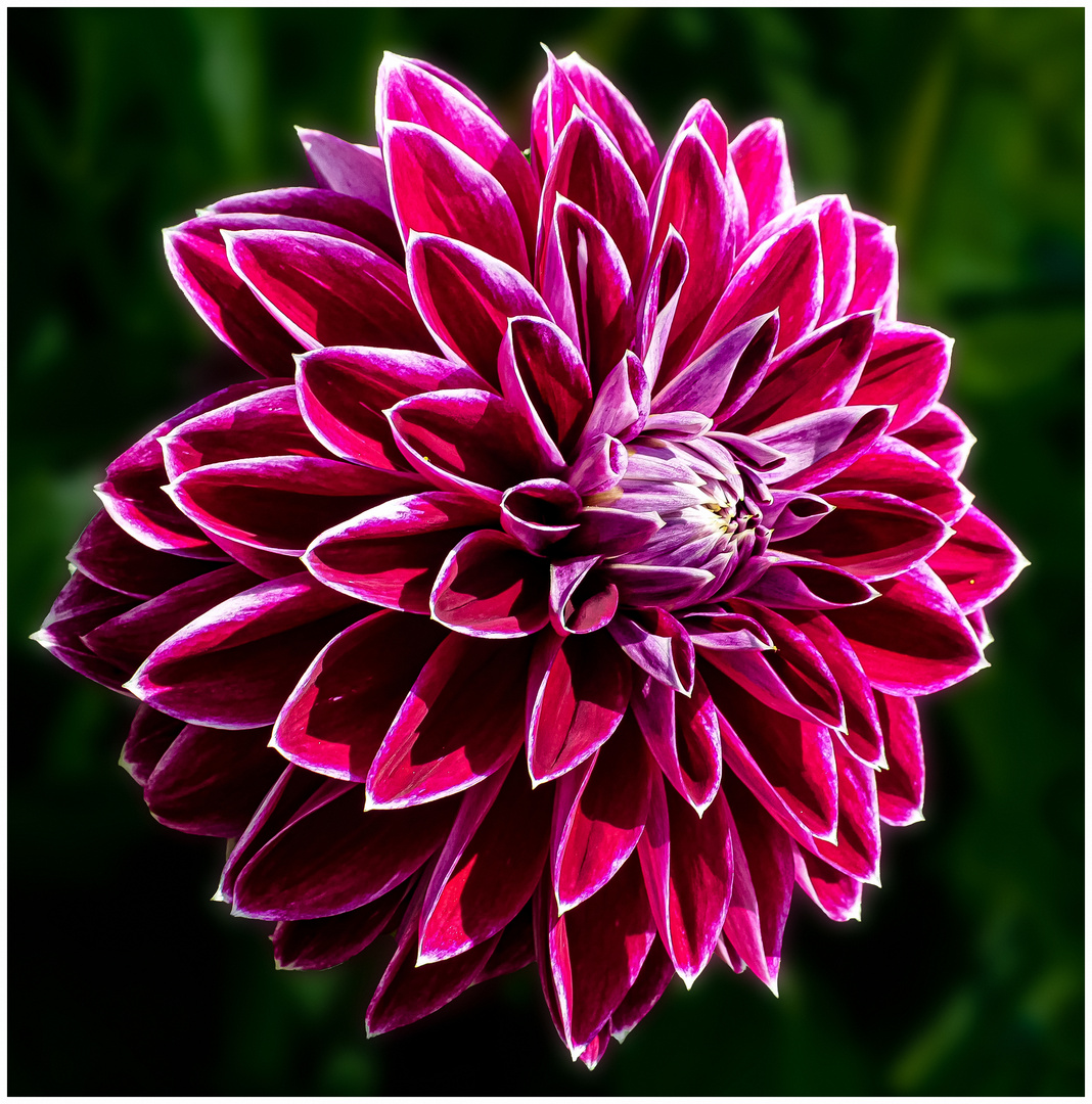 Dahlia Purple Pearl 