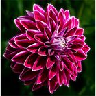 Dahlia Purple Pearl 