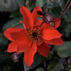 dahlia rouge