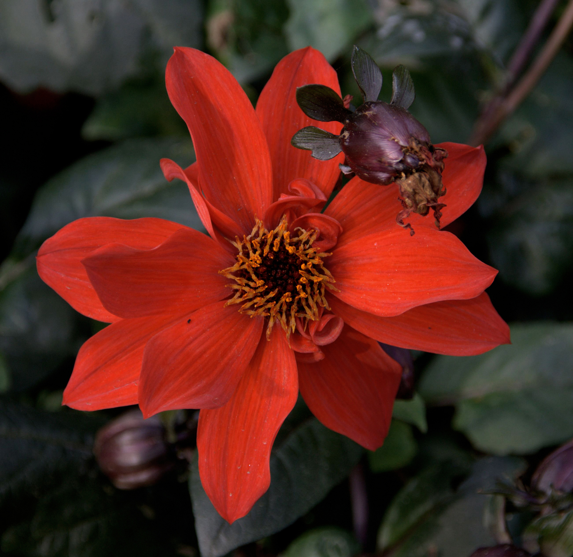 dahlia rouge